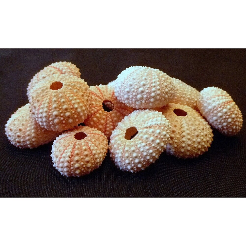 Three Pink ToySea Urchinfigures 0.75 - 2.25" beach wedding air plant holders